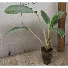 Aglaonema Ikkyu-san A-33 (S)