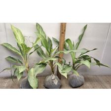 Аглаонема Сириканчана. / Aglaonema Sirikanchana A-119