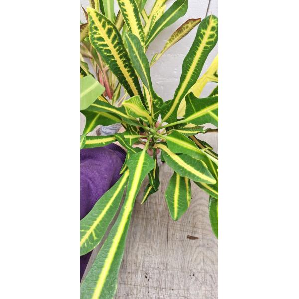 Codiaeum B-4 Khao hwang thong