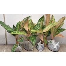 Аглаонема Арадин. / Aglaonema Aradin A-16