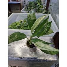 Spatiphyllum sp New One