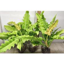 Филодендрон золотой крокодил. / philodendron golden crocodile (L)