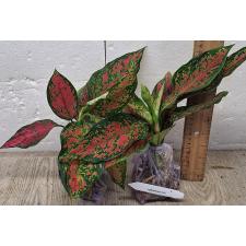 Аглаонема Аня узколистная / Aglaonema Anya narrow leaves A-66