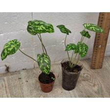 Алоказия Хило биюти (Ксантокаладиум Хило Биюти) / Alocasia Hilo Beauty (Xanthocaladium Hilo Beauty) 