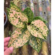Aglaonema ‘Thong Lai Ma 188