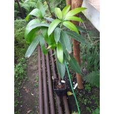 Mangifera indica 'Keaw Yai' 269 горшок 3 ветки по 4400р