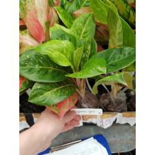 Aglaonema Kamlai Yok 48