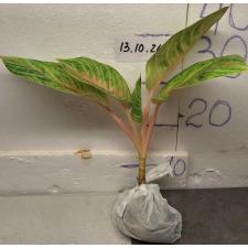 Аглаонема Тонг Сиам. / Aglaonema Tong Siam A-32