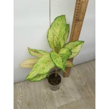 Aglaonema Frozen pot