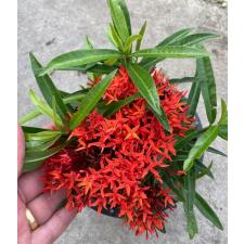 Ixora sp.(T36) (the leaf bigger and longer that Ixora T07)