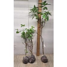 Randia formosa 252-251