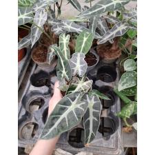 Alocasia Bambino Arrow 9 cm pot 