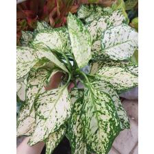 Aglaonema T19 Anyamanee White