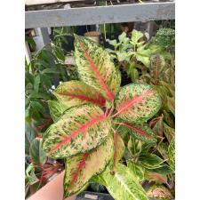 Aglaonema 10 Karat A-1