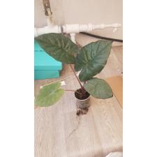 Alocasia Saraw. 'ucatan Princess s 550р