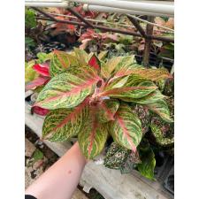 Aglaonema Miss-Thailand A-92