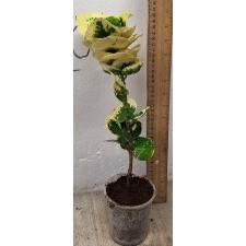 Кодиеум Золотая Роза. / Codiaeum B-10 Golden rose