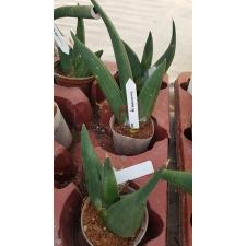Sansevieria cylindrica 'Obake' (wax leaf)(S)705