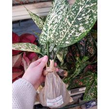 Aglaonema P-3 world heritage