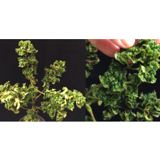 Полисциас Гуильфойля 'Криспа' (Супер кудрявая) / Polyscias guifoylei 'Crispa' (Super curly)