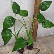 Алоказия кукуллата / Alocasia cucullata (S)