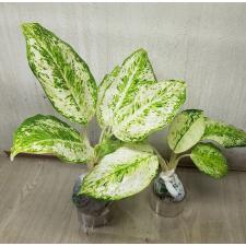 Aglaonema P-8 3 diamonds