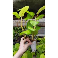 Philodendron malay Gold стакан - горшок