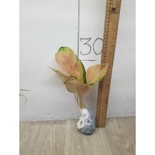 Aglaonema Amazon A-96