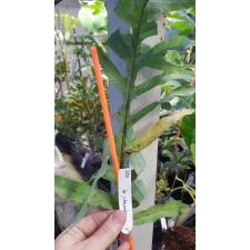 Phlebodium aureum var. undulatum variegated.