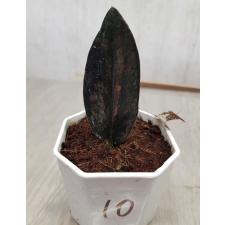 Zamioculcas zamiifolia black variegated (1 leaves) НОМЕР 10