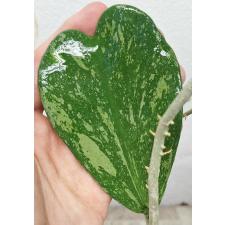 Хойя керрии 'Пятнистый лист' / Hoya kerrii 'Spot leaf' 