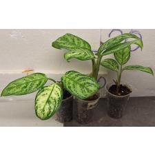 Аглаонема Платинум грин / Aglaonema Platinum green A-60 (S)