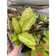 Aglaonema  Ruay tungpee A-107