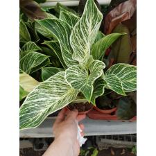 Philodendron birkin 12 cm pot