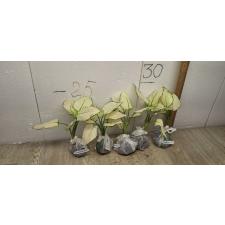 Aglaonema Super White A-40