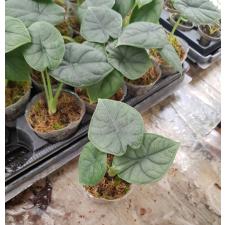 Alocasia melo x sib pot
