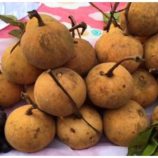 Sandoricum koetjape (Santol) (grafted) 249