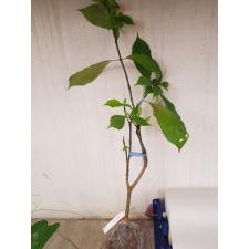  Gardenia Nitida 126 по 3200р