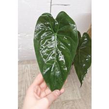 Alocasia azlanii pot