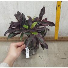 Ardisia japonica Crispy Pink variegata 15