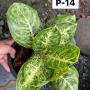 Aglaonema P-14 Siam Compac