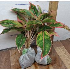 Аглаонема Аврора - Сияющий розовый / Aglaonema Aurora - Sparkling Pink A-10