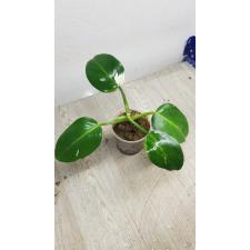 Philodendron White Princess 950p