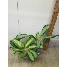 Aglaonema Long leaves Banana A-78