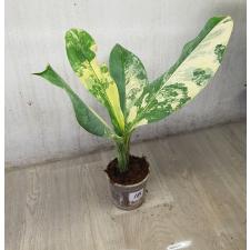 dieffenbachia sp Yellow variegated pot 1B