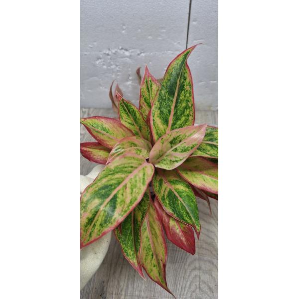 Aglaonema Aurora - Orange A-6