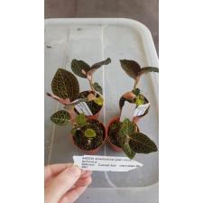orchid anoectochilus burmannicus 6003