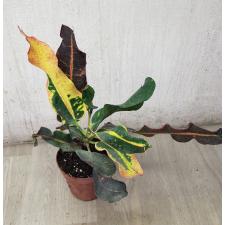 Codiaeum Pra Aroon 56