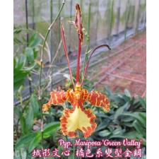 Психопсис «Марипоса» / Pyp. Mariposa