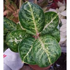 Aglaonema P-14 Siam Compac